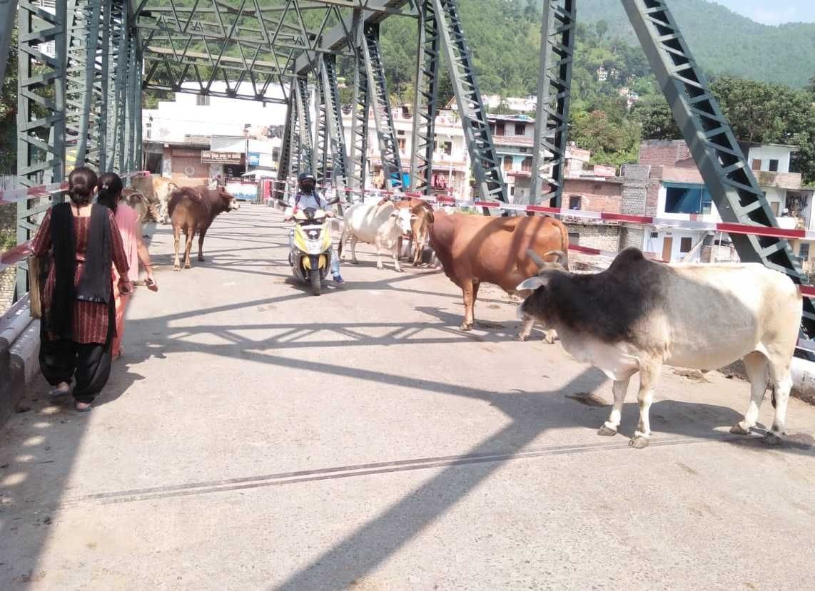 It is difficult to walk on the roads of bageshwar due to unclaimed animals