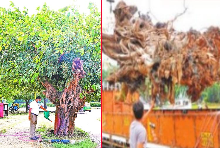 First transplanted tree of Chandigargh completed five years
