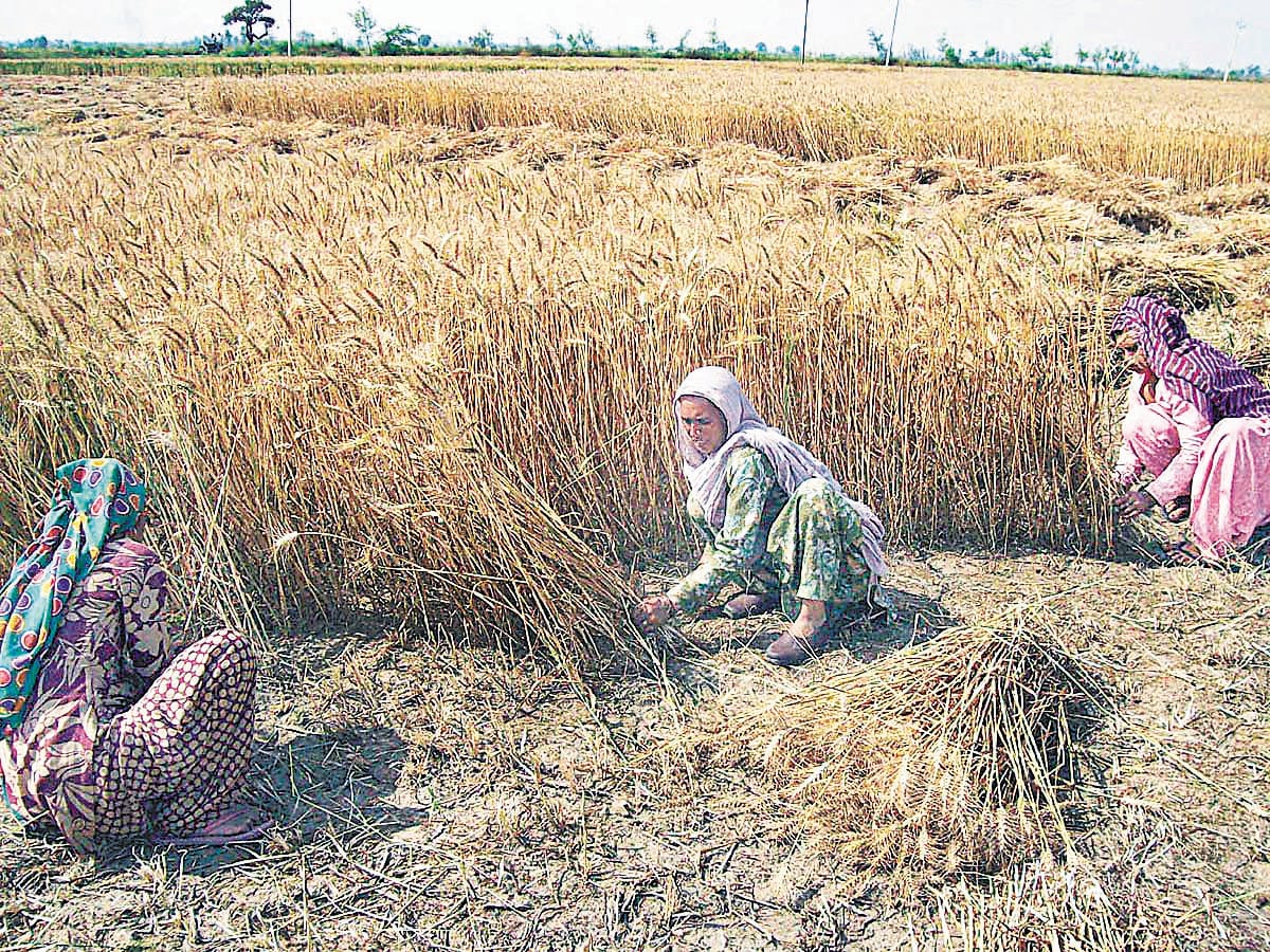 kharif crop survey