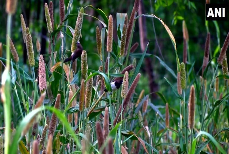 Agricultural officers and employees will do physical verification of Millet in Haryana