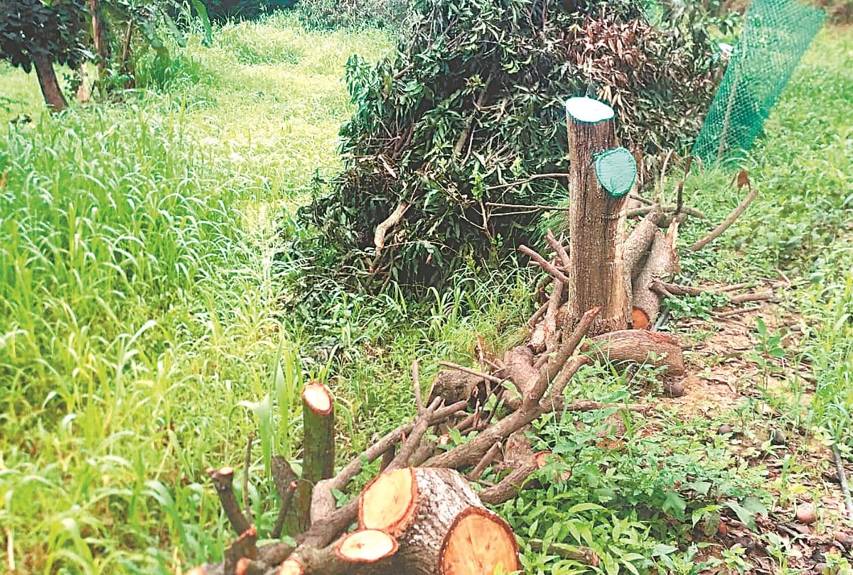 Himachal News: Farmer cut garden of 104 mango trees due to not getting the proper price on the bumper crop