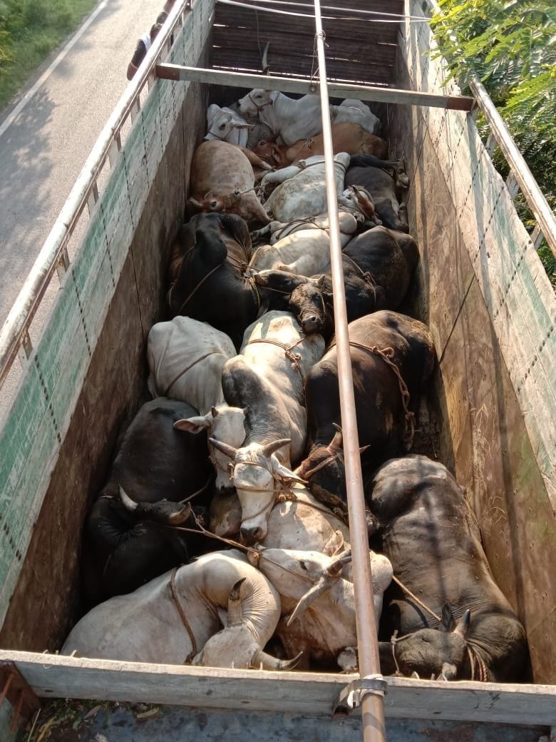 Two smugglers arrested, 15 cows recovered