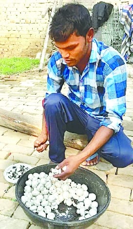IVRI is giving hidden employment mantra in mushroom cultivation