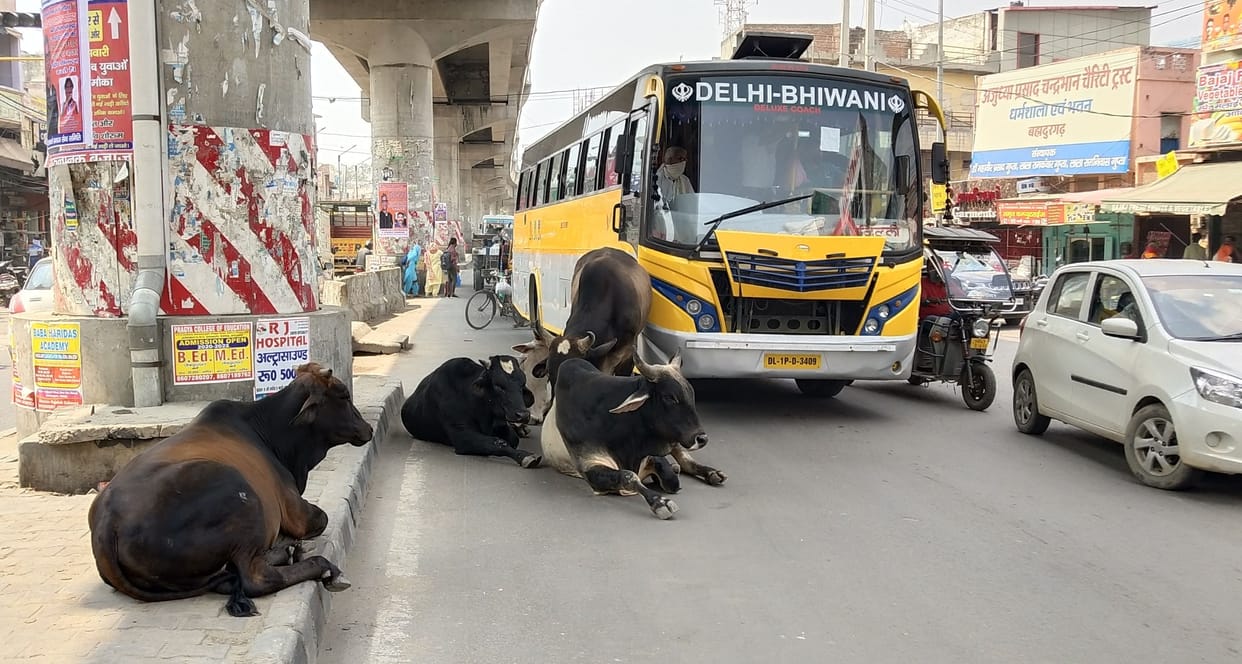 Scooter rider came to niece's birthday party from Delhi, trapped in bull fight, broken arms and legs