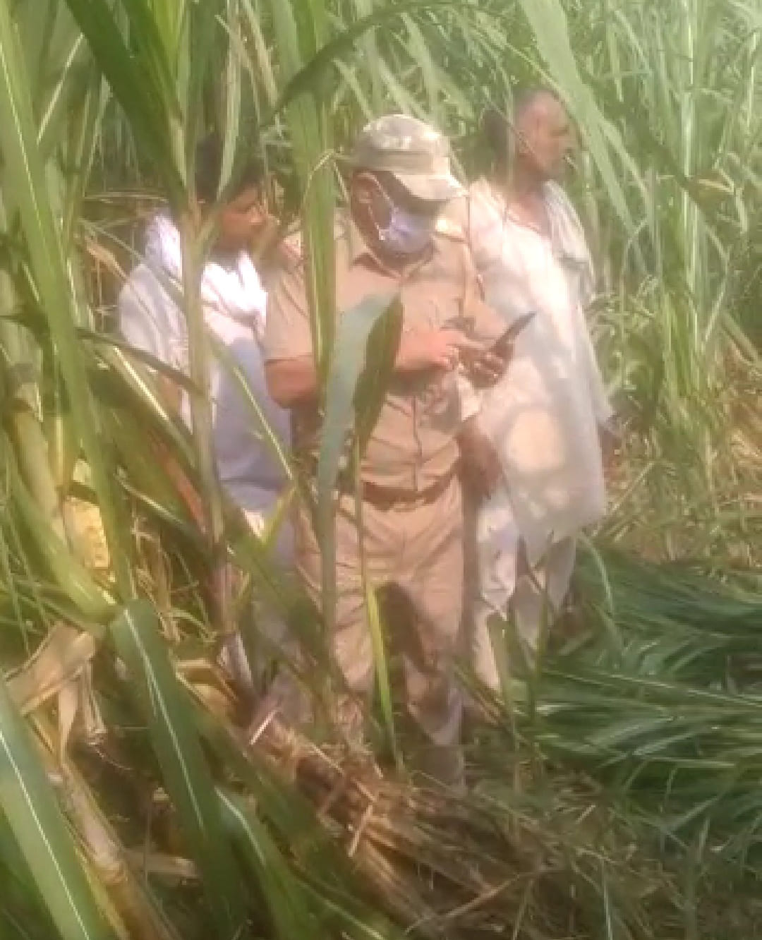Dead body of a youth found in sugarcane field