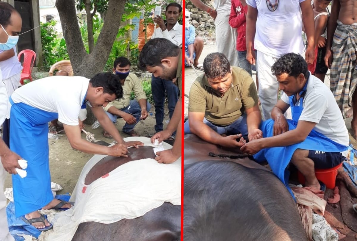 Pregnant buffalo life saved by operation in siddharthanath