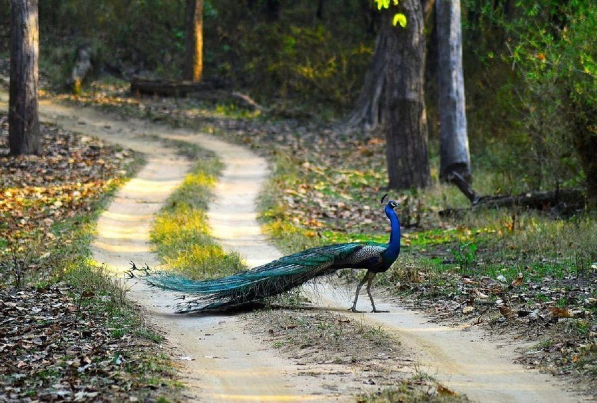Red alert issued for the protection of wildlife in Rajasthan till February 2021