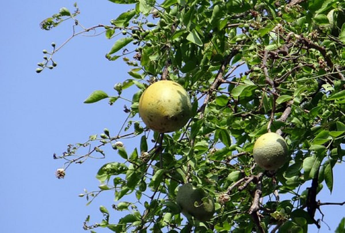 Health benefits of tulsi neem and pudina in hindi