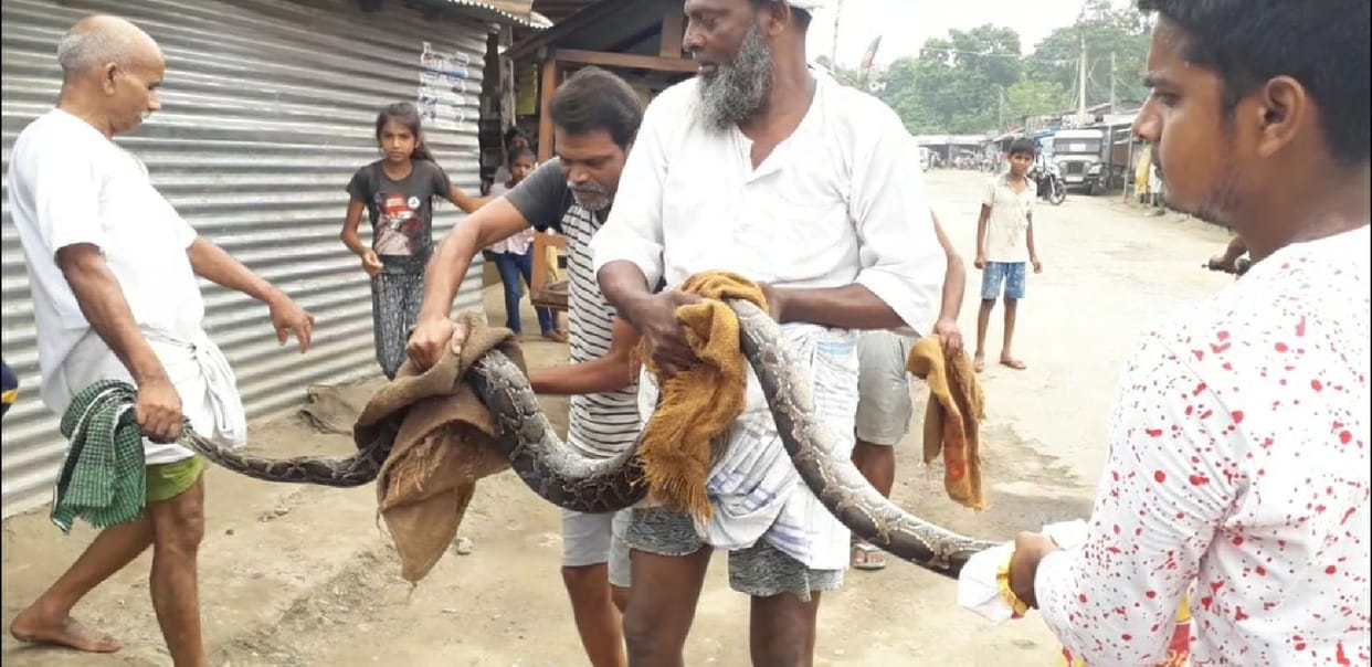 Python enters home, injures three people while catching