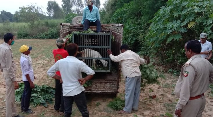 aatank of wild animal, forest department put the cage in forest, seach operation in onn