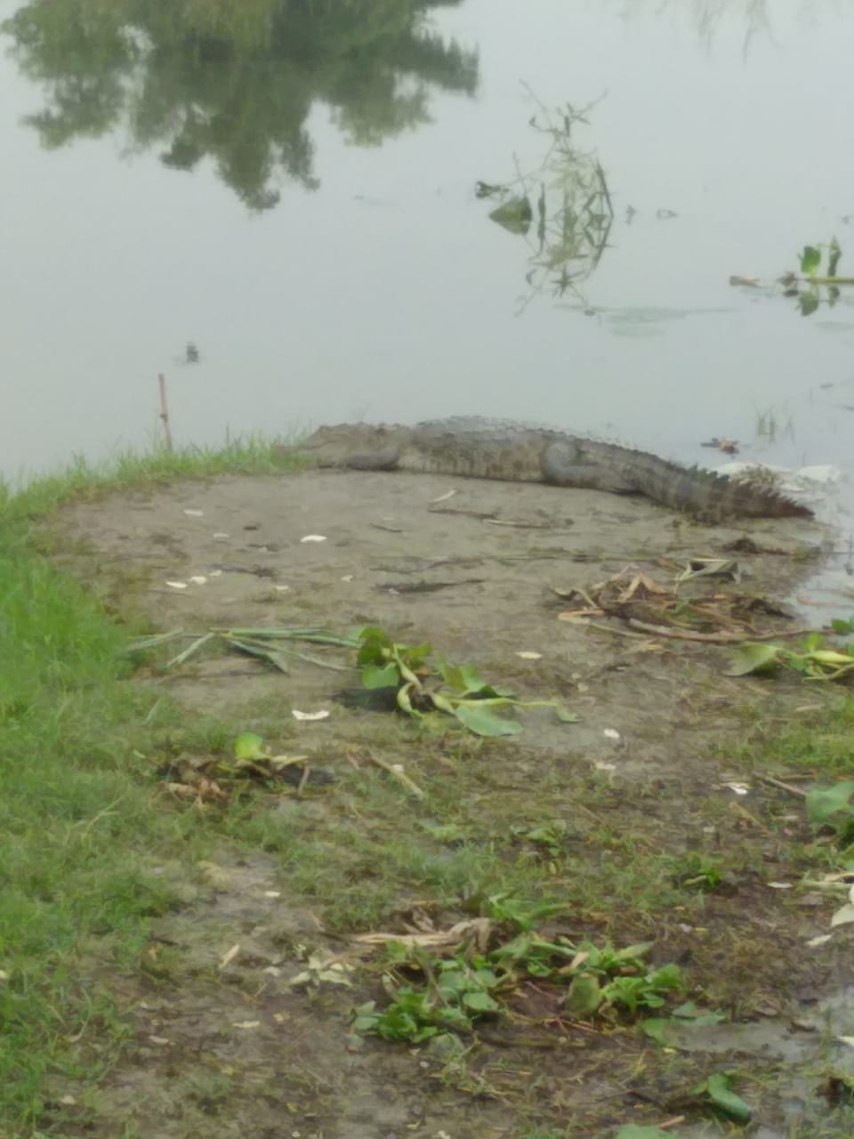 crocodile found