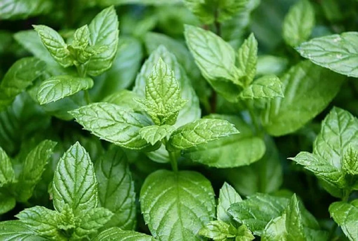 home remedies for stomach pain due to gas problem