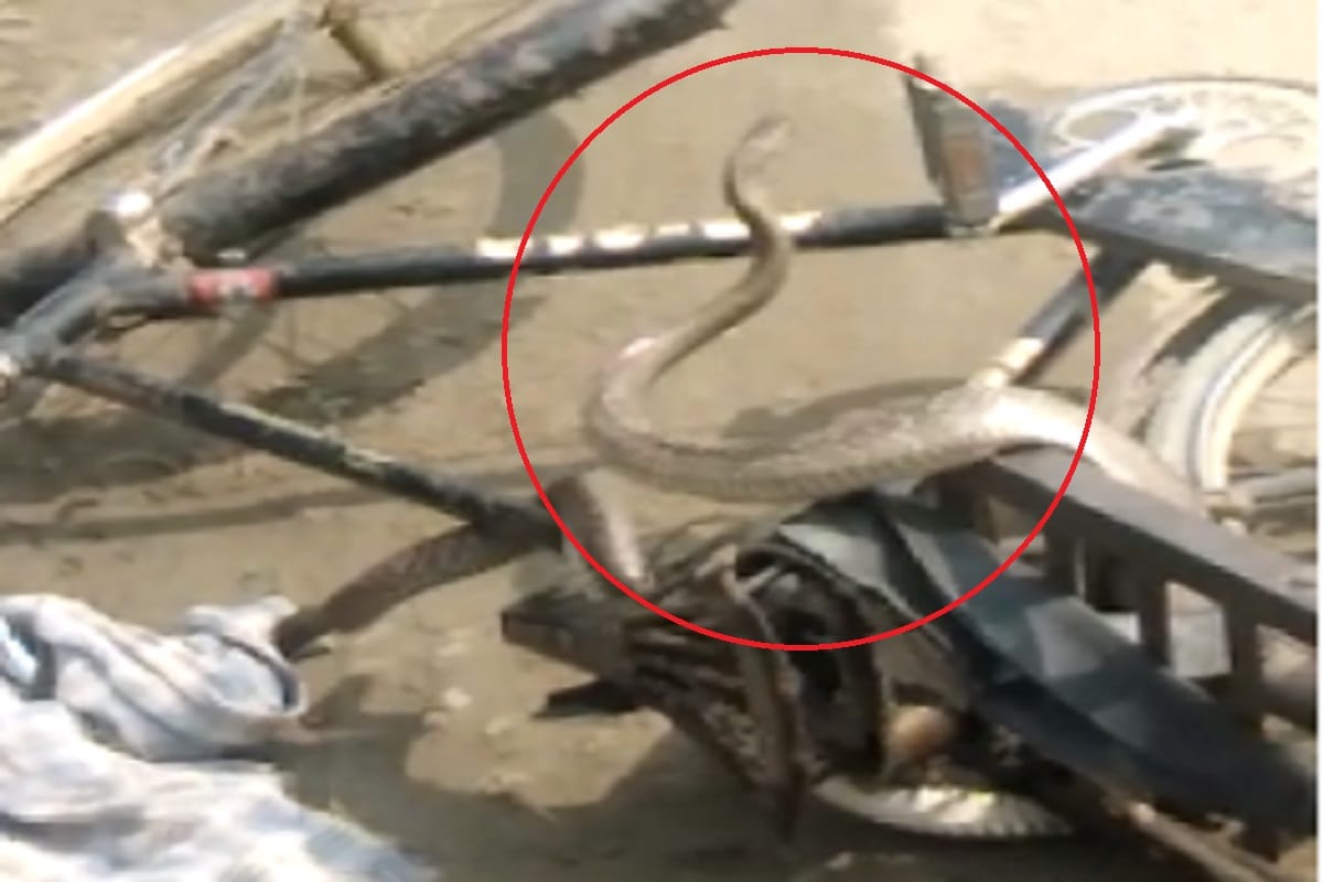 A snake got stuck in a bicycle in Bijnor of Uttar Pradesh