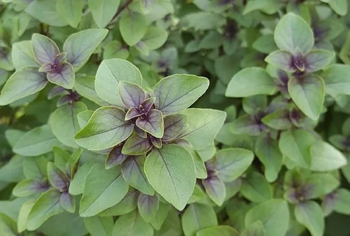 how to boost immunity power food for immunity boost