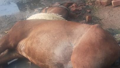 Horse dies due to current