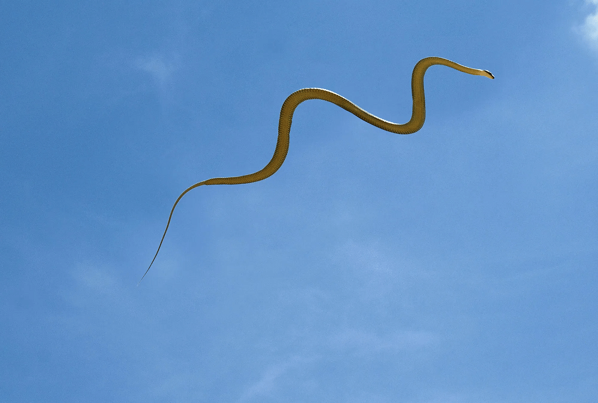 scientists found out how the flying snakes glide through air
