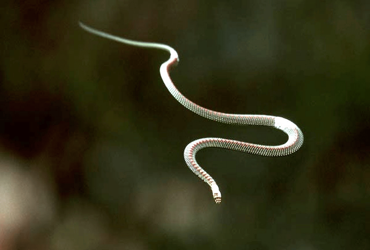 scientists found out how the flying snakes glide through air