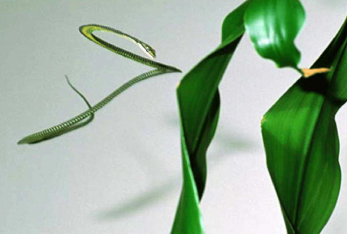 scientists found out how the flying snakes glide through air