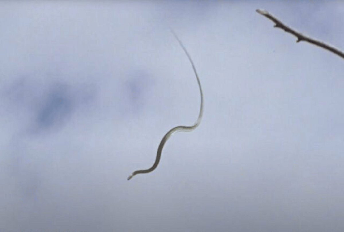 scientists found out how the flying snakes glide through air