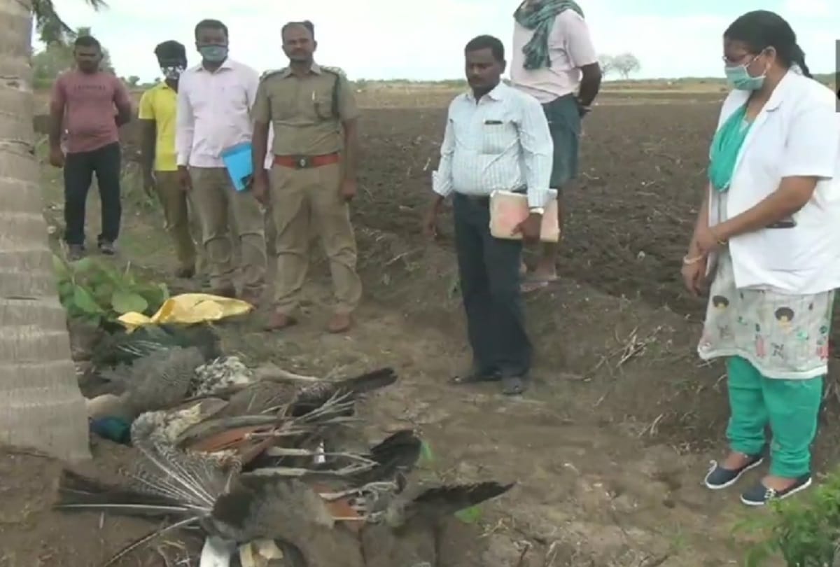 Tamil Nadu: 28 peacocks found dead in Kovilpatti, investigation started to find out the cause of death