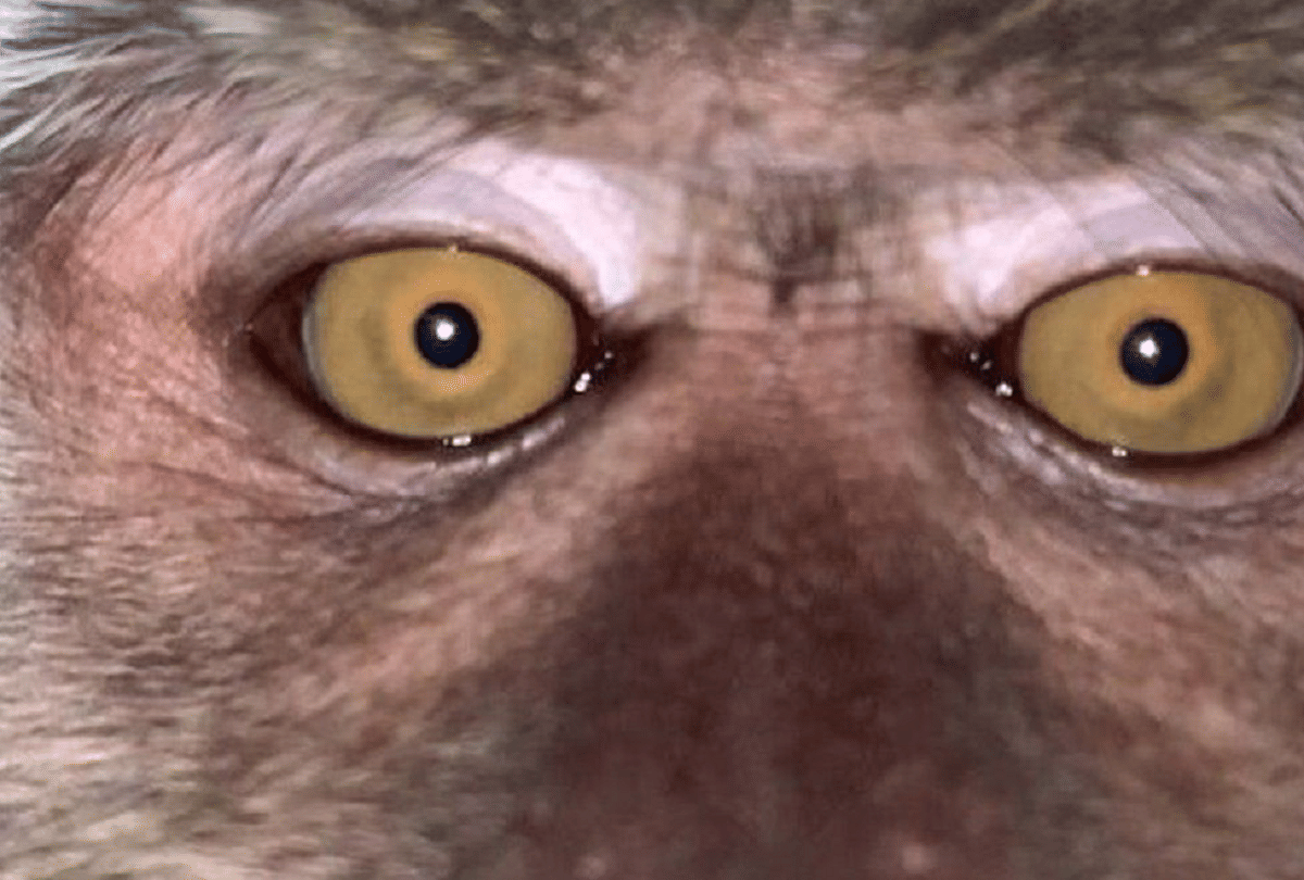 malaysian man finds selfies taken by monkeys in lost phone video goes viral