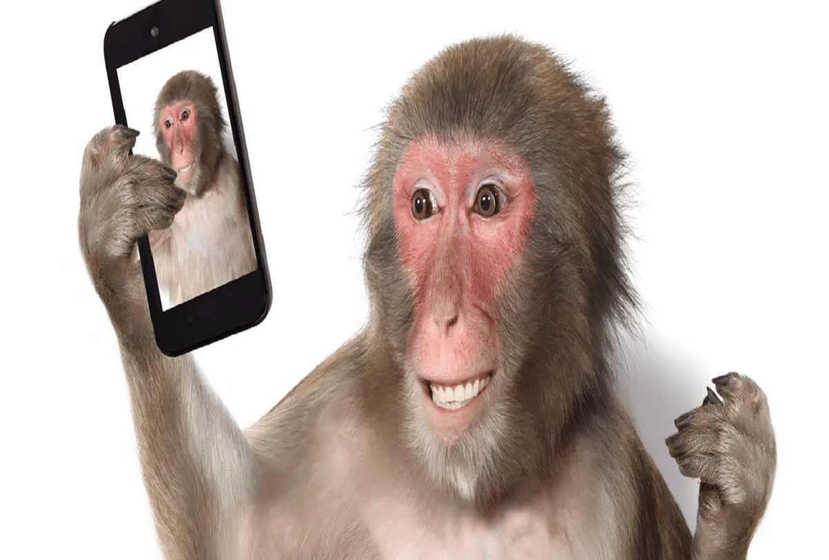 malaysian man finds selfies taken by monkeys in lost phone video goes viral
