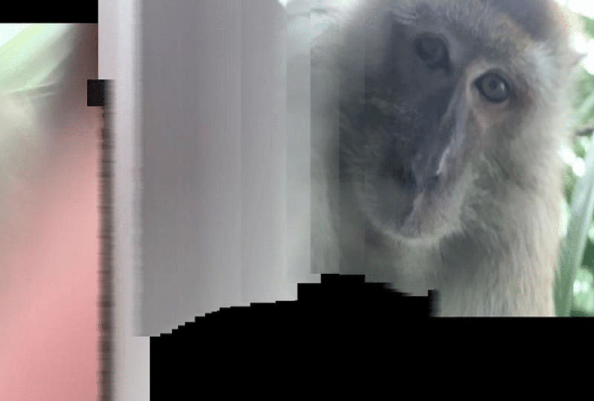 malaysian man finds selfies taken by monkeys in lost phone video goes viral