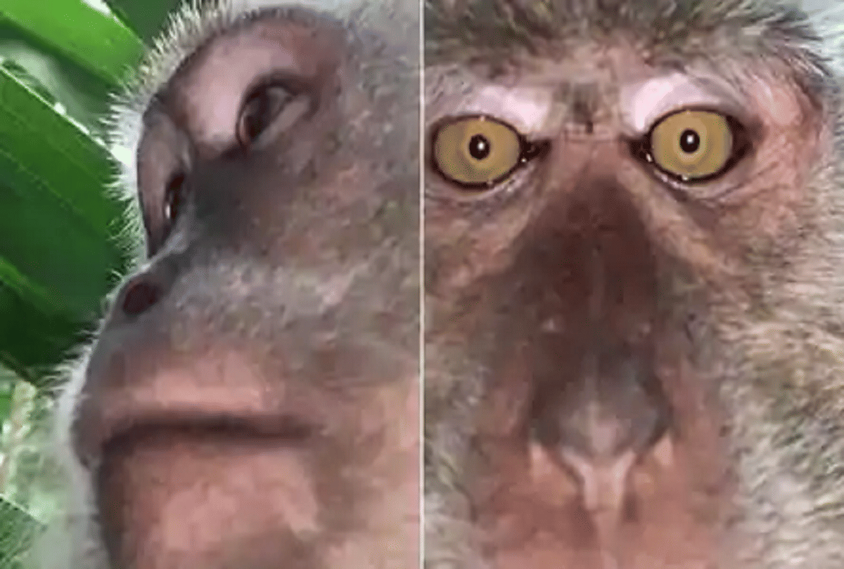 malaysian man finds selfies taken by monkeys in lost phone video goes viral
