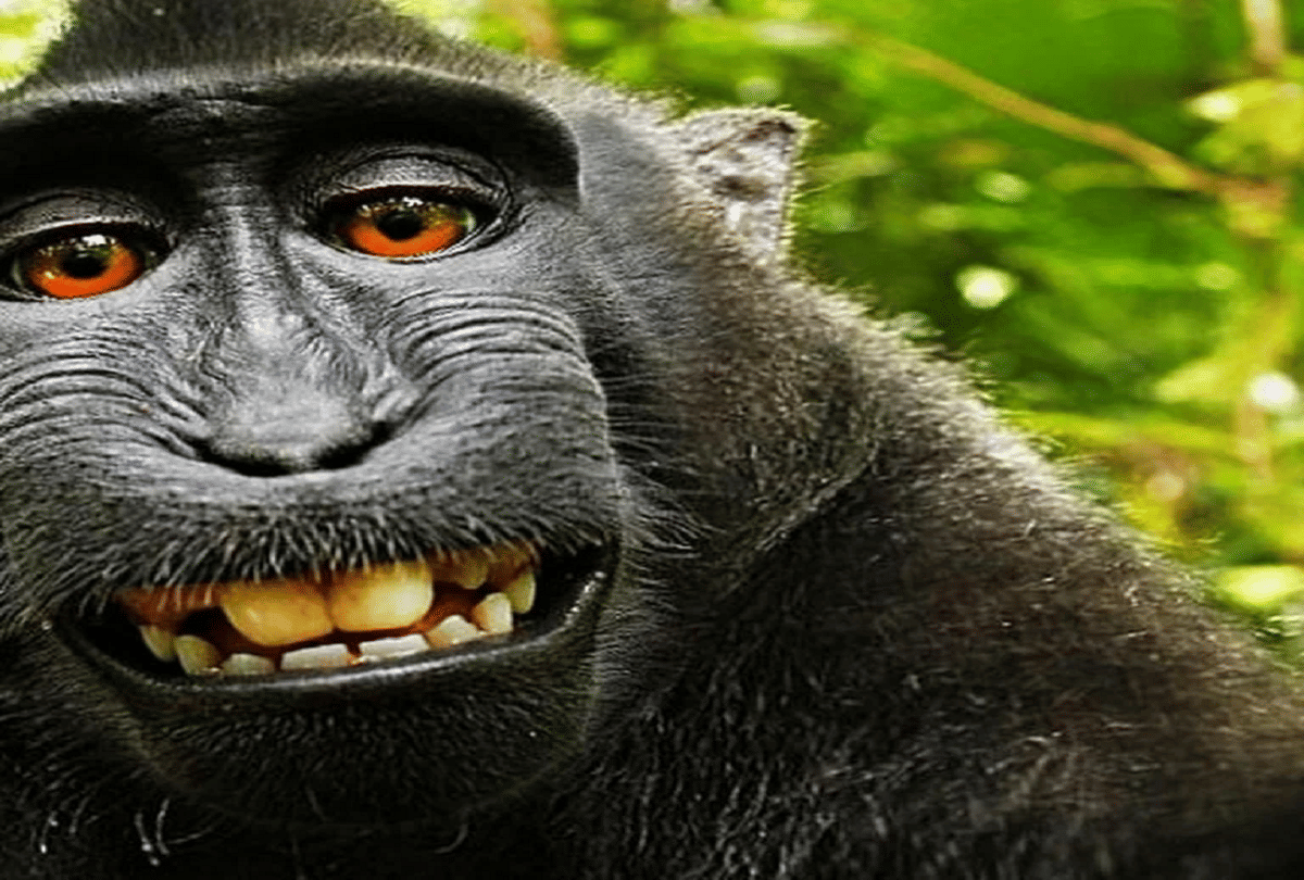 history and interesting facts about selfie