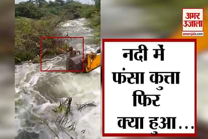 Telangana Home Guard jawan rescues a dog stuck at the bank of an overflowing stream in Nagarkurnool