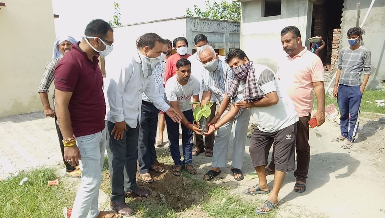 tree plantation