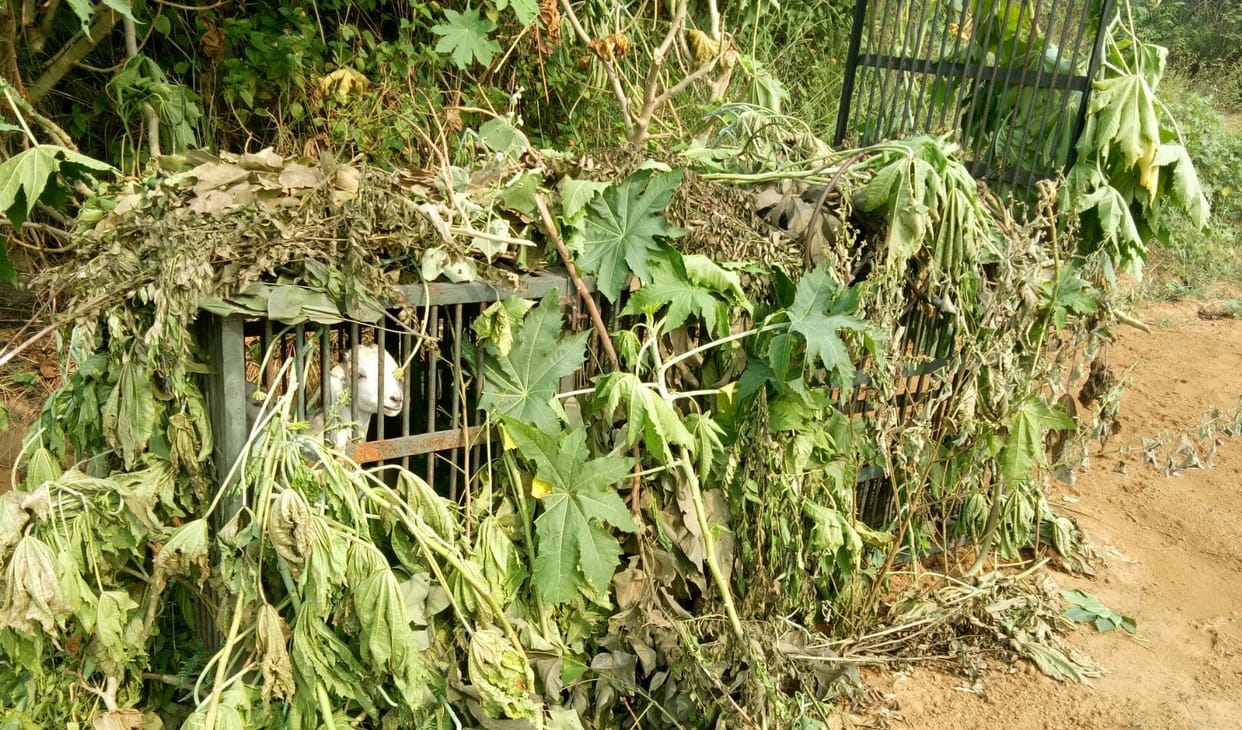 the cage planted idea is not woring proprly, the panic of wild animal regular