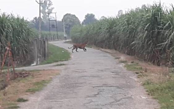tiger stopped way