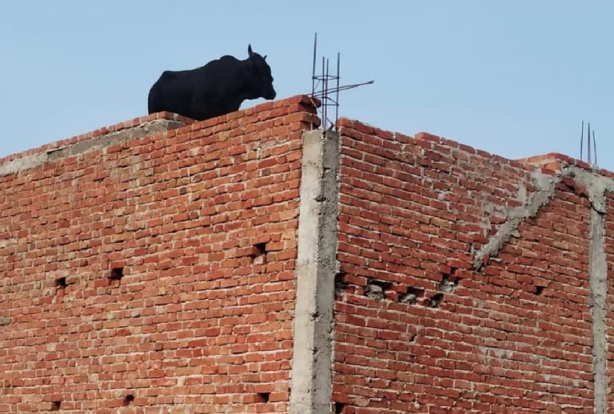 Bull climbed on the roof of a three storey house in mainpuri