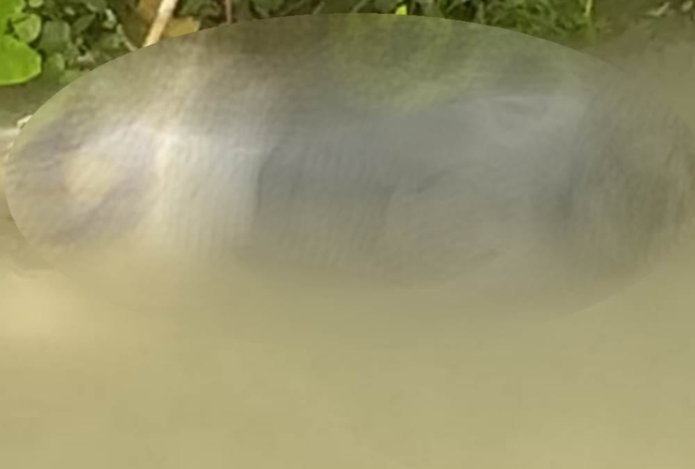 dead body of a man found in malihabad
