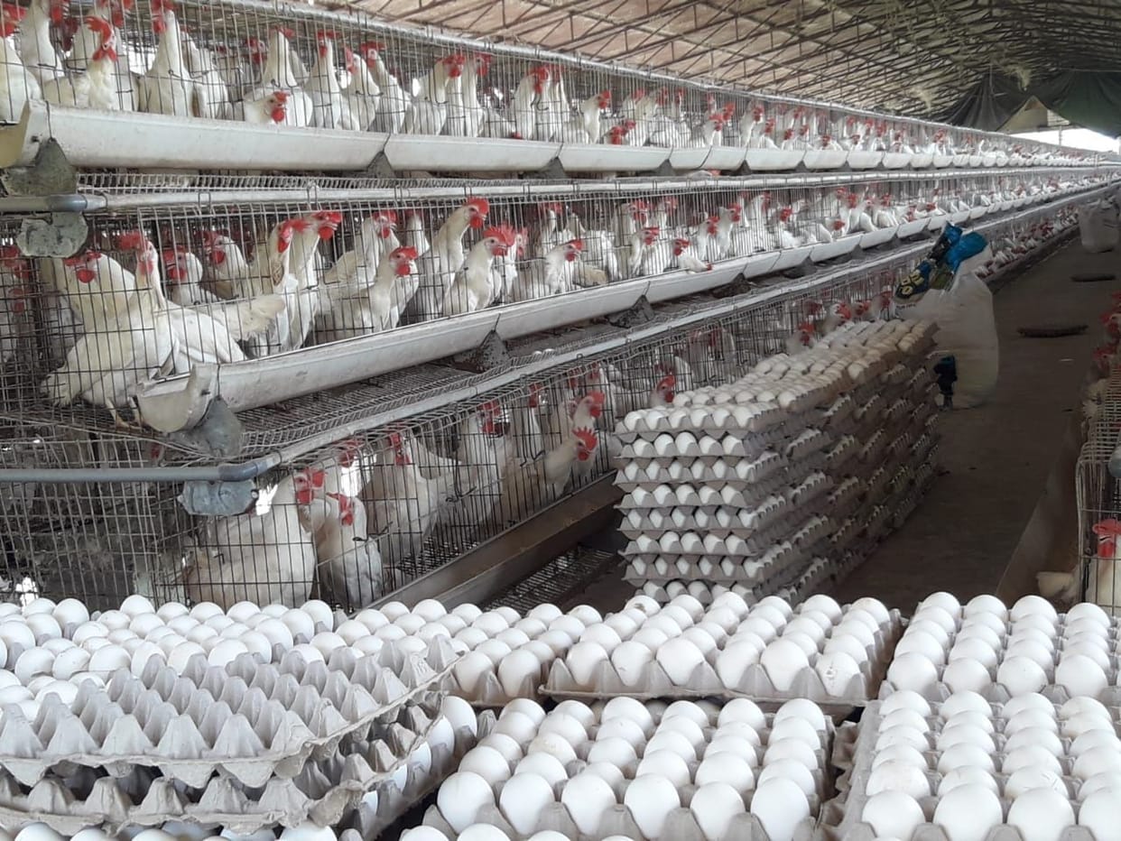 One Crore Egg production in aligarh
