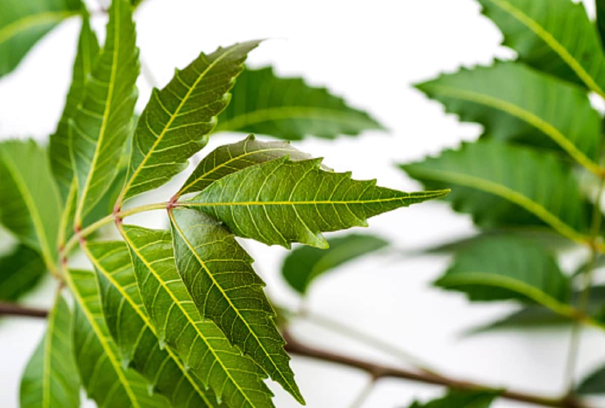 stop hair fall with help of neem leaves