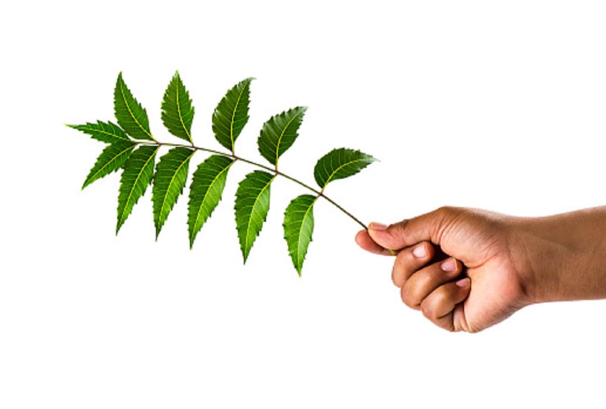 with this home remedies get rid of dandruff in winter season