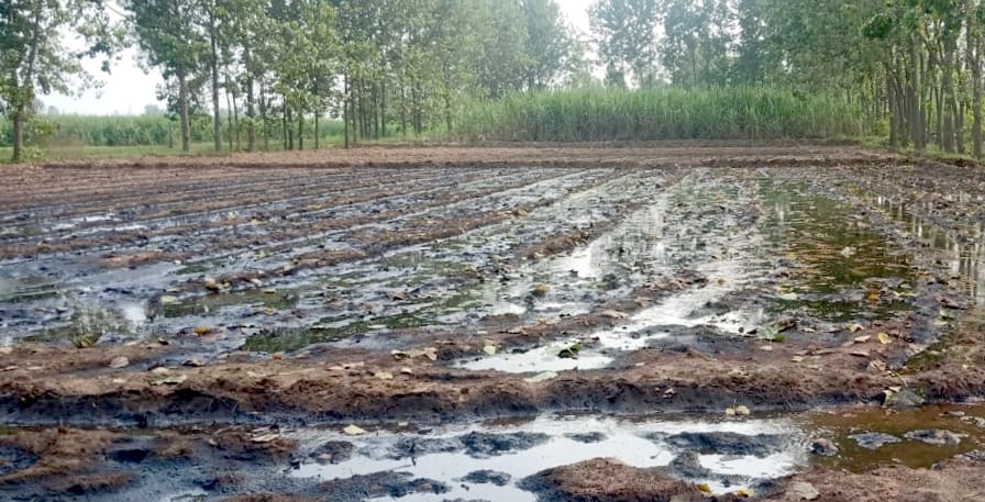 Preparation to irrigate the crop from the toxic water of the factory