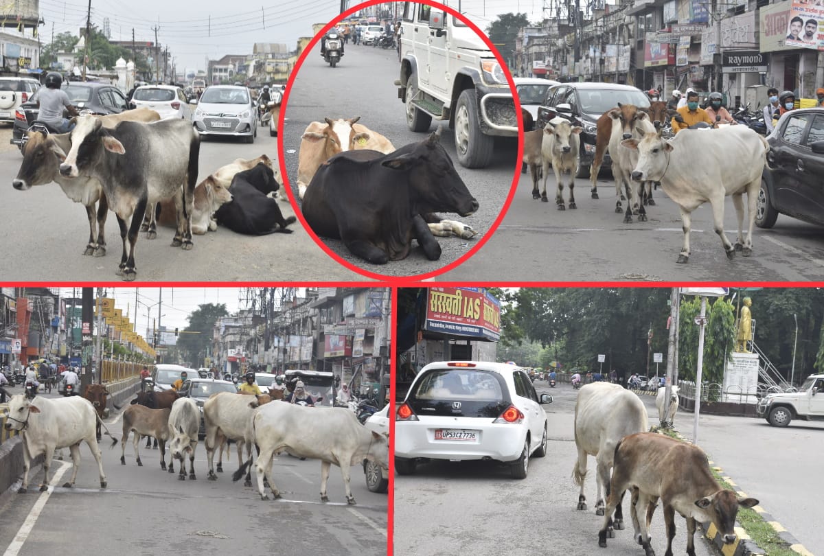 Destitute animals dangerous during running on road due to hindrance in traffic