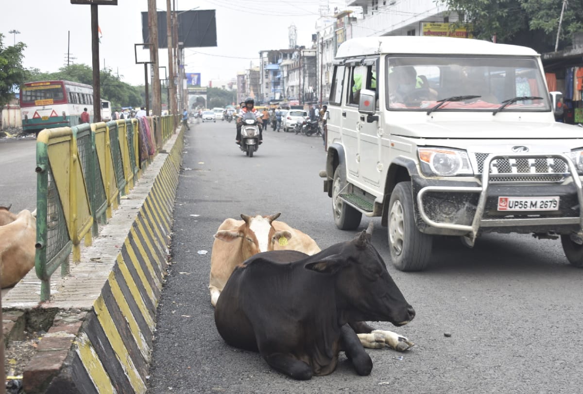 Destitute animals dangerous during running on road due to hindrance in traffic