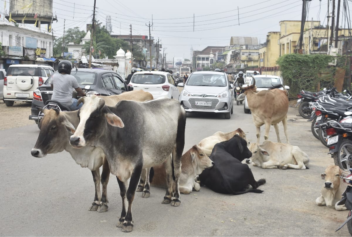 Destitute animals dangerous during running on road due to hindrance in traffic