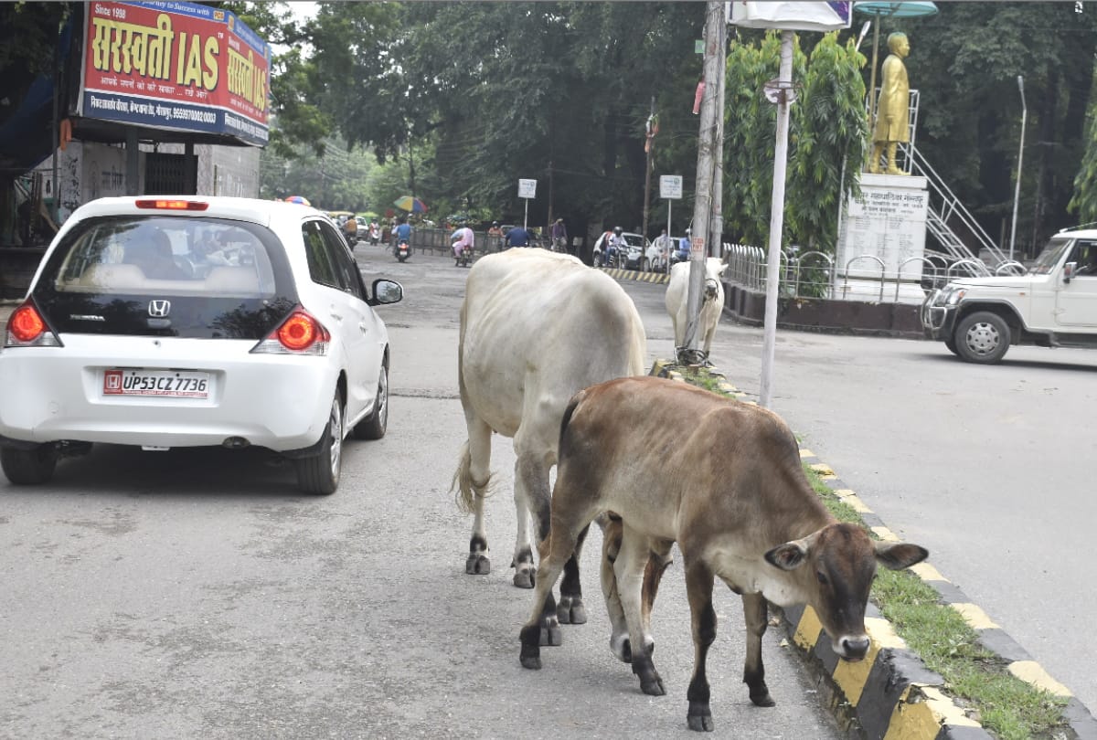 Destitute animals dangerous during running on road due to hindrance in traffic