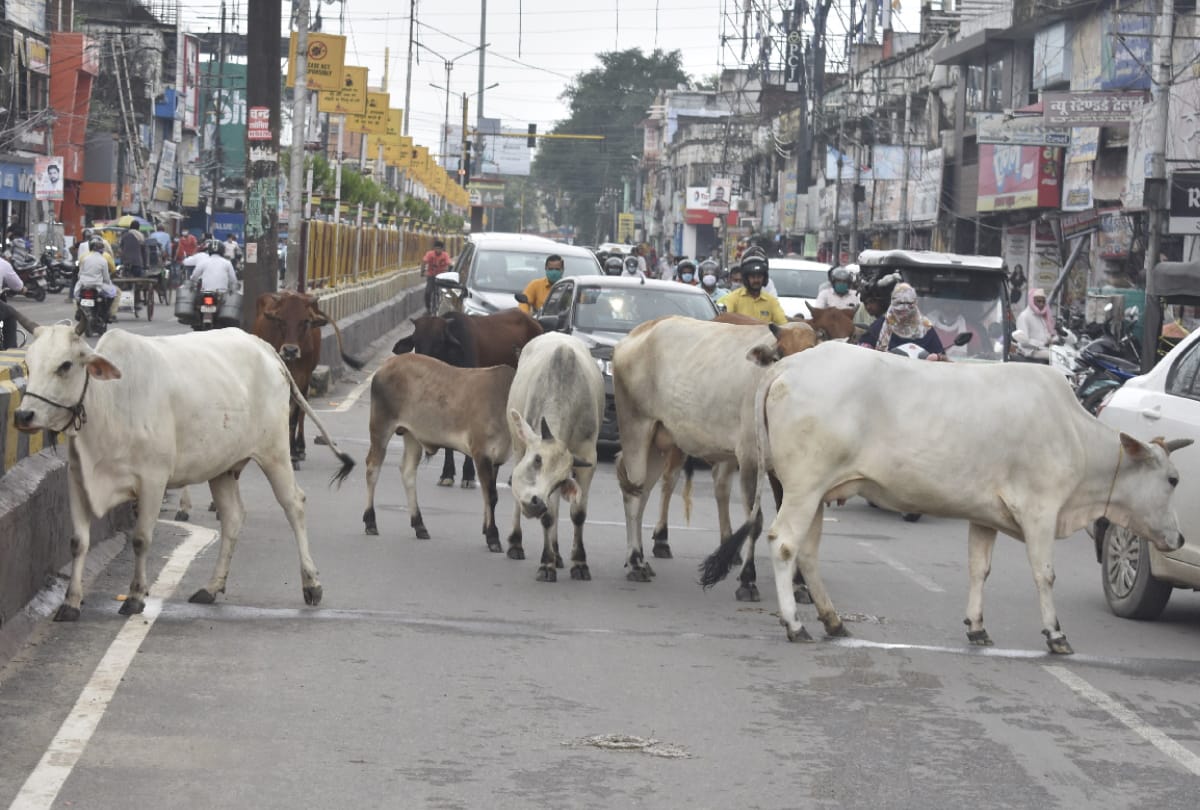Destitute animals dangerous during running on road due to hindrance in traffic
