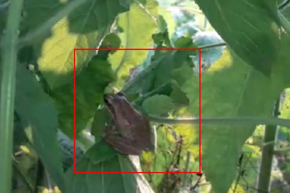 tree-frog or flying frog species found in a farmers field in Kalagarh Bijnor