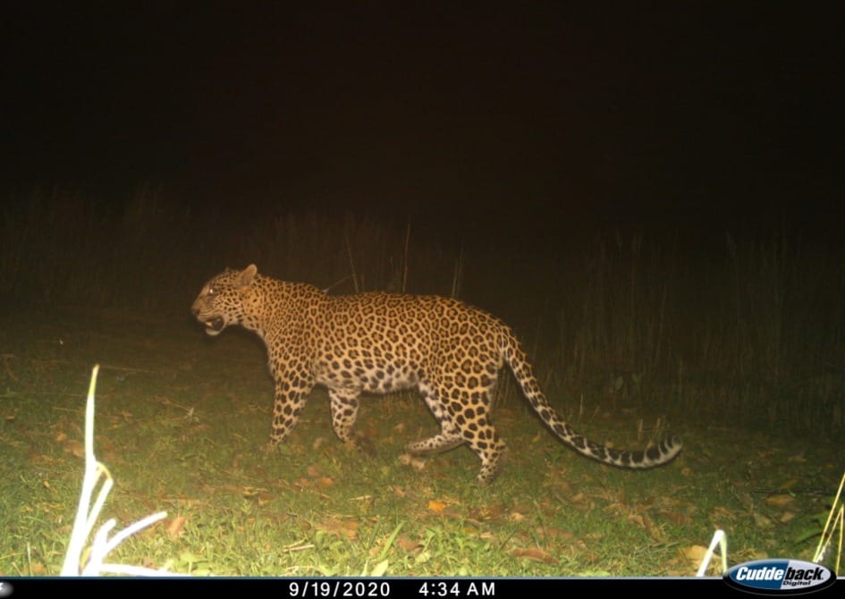 leopard caught in cctv camera