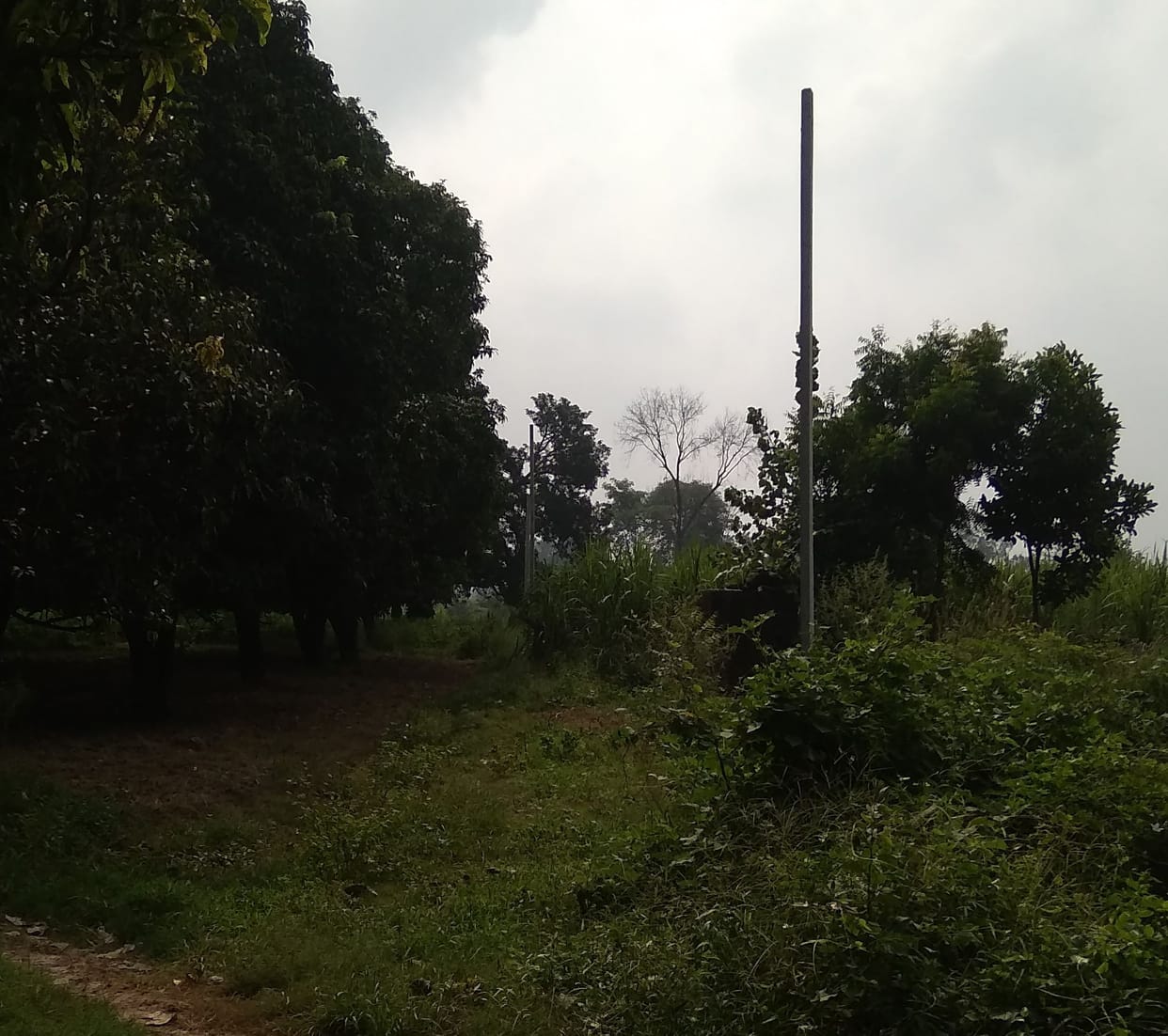 Departmental employees forgot to pull electric wires by putting a pole
