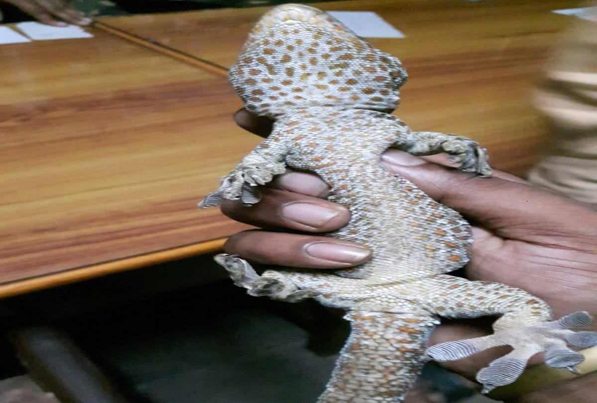 Bihar Police arrested Smugglers who are dealing with rare species of lizard Tokay gecko