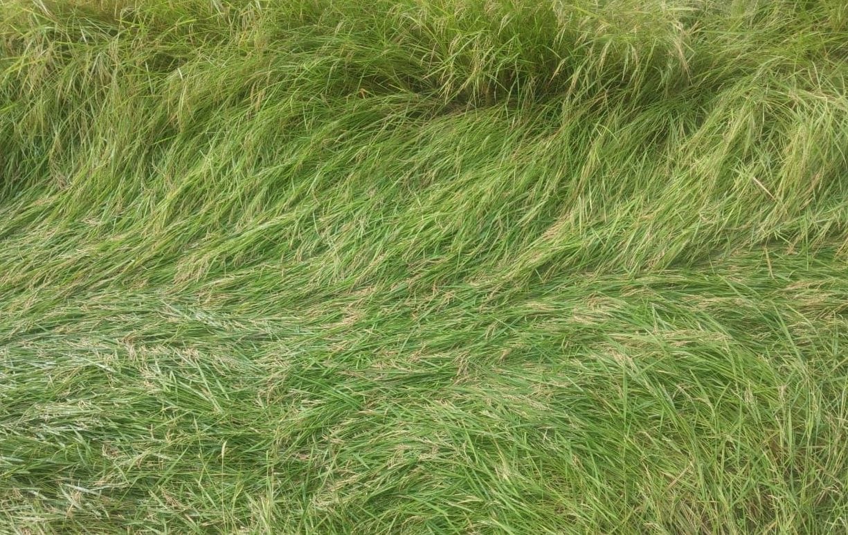 Heavy damage to crops due to hail and rain