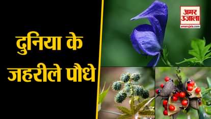 most poisonous plant on the earth